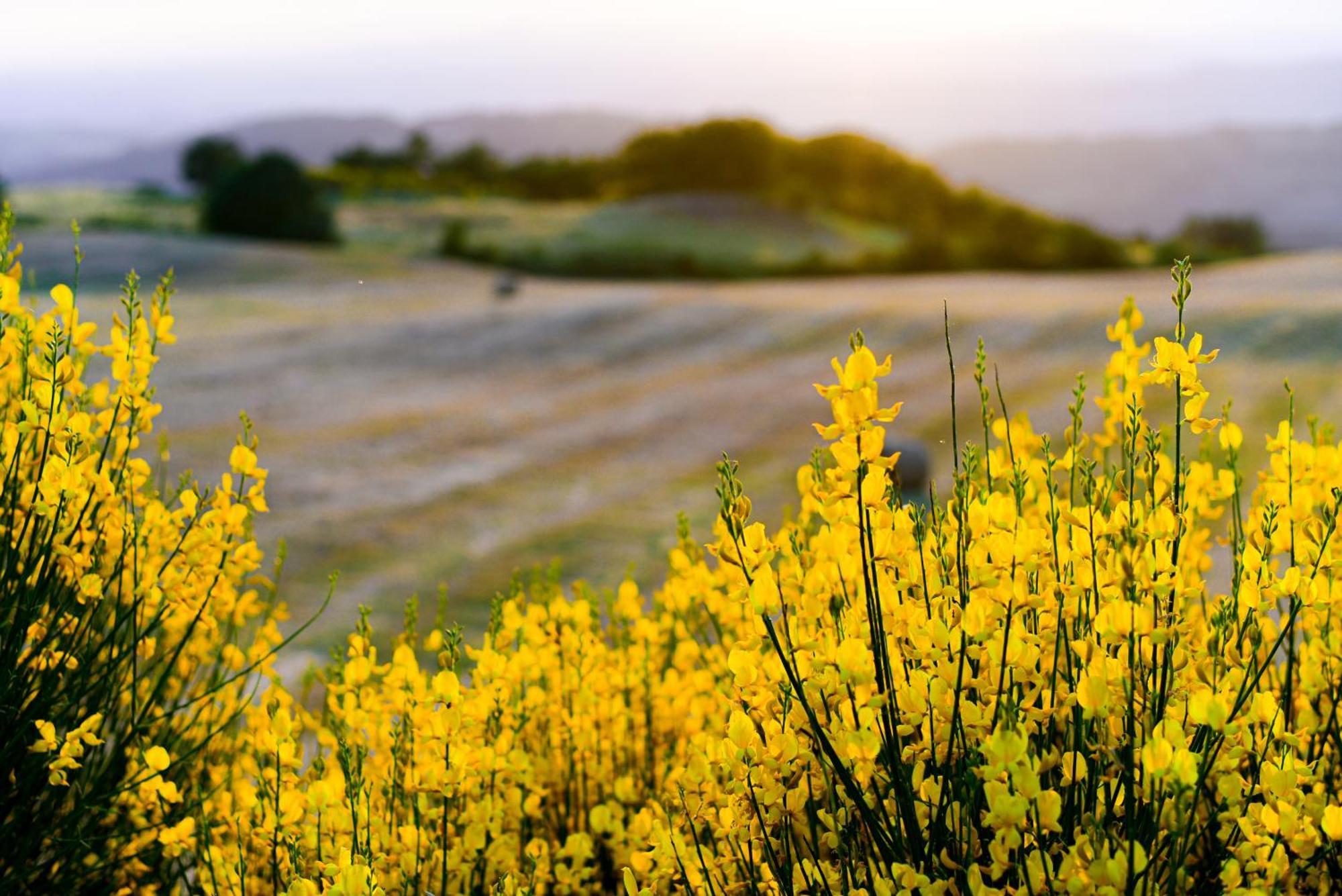Agriturismo Le Casaline Seggiano Екстериор снимка